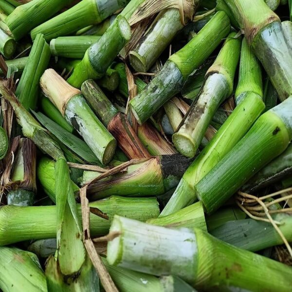 4G Bullet Seeds – Premium High-Yield Forage Seeds