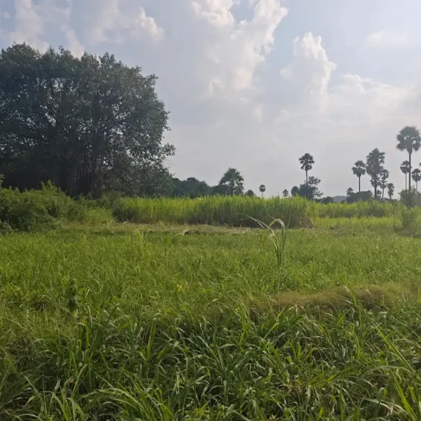 Super Napier Grass